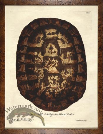 Turtle Shell Burl 08